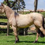 LOTE 008 - BARRO PRETO CALIFÓRNIA