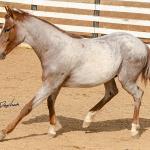 LOTE 017 - TIME WHIZ HOLLY CAT