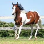 LOTE 001 - POWER DRY DELTA CODY YBJ