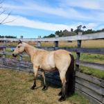 LOTE 009 - CRISTAL SMART CHEX