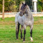 LOTE -200 - ESTUPENDO DA ARKAFLA (Venda de Coberturas)