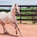 LOTE 016 - LAST BET VRA