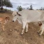 LOTE 009 - 1 VACA DE LEITE COM BEZERRO