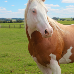 LOTE -100 - CHAMPIONS GUNNIT TPC (Venda de Coberturas)