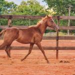 LOTE 018 - MOON OAK IN BLUE