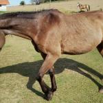 LOTE 010 - SHINER’S CLUB LOA
