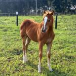 LOTE 019 - LAIDY BOY JAY