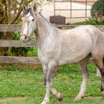 LOTE 004 - TACA CRIOLLA BIEN MANDADA