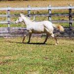 LOTE 004 - LADY SHINNING CHEX