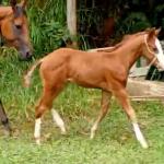 LOTE 016 - NOME A ESCOLHER (MONKEY GOTTA GUN)