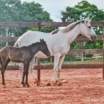 LOTE 010 - PEPITA TROUBLE JAY (3x1)