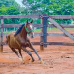 LOTE 014 - HILIGHT GOTTA GUN