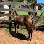 LOTE 013 - STONE SHINERS GUN