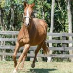 LOTE 016 - CD BEAVERZITA
