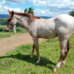 LOTE 020 - NOME A ESCOLHER (LILI A SHINE)