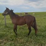 LOTE 006 - BELLA BULLET DOCTOR