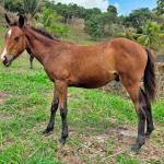 LOTE 014 - NOME A ESCOLHER (XUXA APOLO DOC)