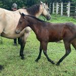 LOTE 019 - NOME A ESCOLHER (POCO MELODYS MG2)