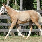 LOTE 014 - BLUE EYES FACE GUN