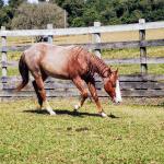LOTE 006 - REYCIS GUNNER WHIZ