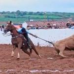 LOTE 019 - SILVER PEPPY DOC