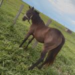 LOTE 006 - BELLA BULLET DOCTOR