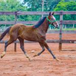 LOTE 014 - HILIGHT GOTTA GUN