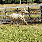 LOTE 004 - LADY SHINNING CHEX