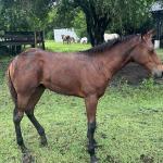 LOTE 019 - NOME A ESCOLHER (POCO MELODYS MG2)