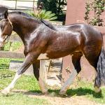 LOTE -100 - JA VINTÉM (Venda de Coberturas)