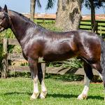 LOTE -100 - JA VINTÉM (Venda de Coberturas)