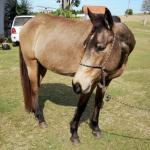 LOTE 010 - SHINER’S CLUB LOA