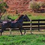 LOTE 005 - DOC S METALIC BAR TZ