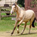 LOTE 007 - BARRO PRETO CATALUNHA