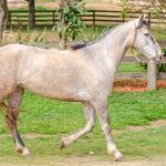 LOTE 004 - TACA CRIOLLA BIEN MANDADA