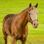 LOTE 002 - LOADED ROOSTERGUN