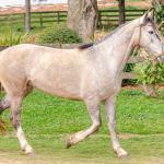 LOTE 004 - TACA CRIOLLA BIEN MANDADA