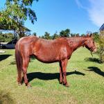 LOTE 011 - REYCIS CHOICE