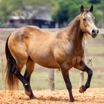LOTE 001 - UNFORGETTABLE DUNIT