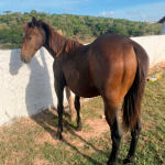 LOTE 011 - FLIKA APOLO DIEGO