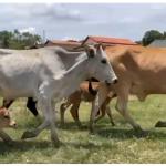 LOTE 002 - 12 FÊMEAS + 3 ACOMPANHANDO