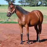 LOTE 014 - HABILITY HOLLY LJB