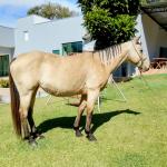 LOTE 009 - CRISTAL SMART CHEX