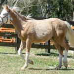 LOTE 014 - BLUE EYES FACE GUN