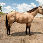 LOTE 008 - THUNDER BRIAN RMJ