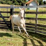 LOTE 004 - LADY SHINNING CHEX