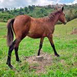 LOTE 014 - NOME A ESCOLHER (XUXA APOLO DOC)