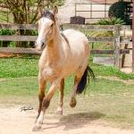 LOTE 007 - BARRO PRETO CATALUNHA