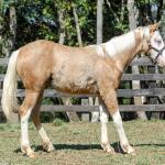 LOTE 014 - BLUE EYES FACE GUN