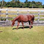 LOTE 011 - REYCIS CHOICE